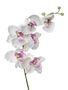 Orchid X6 White 76Cm