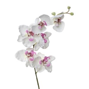 Orchid X6 White 76Cm