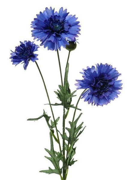 Cornflower Spray Blue 65Cm