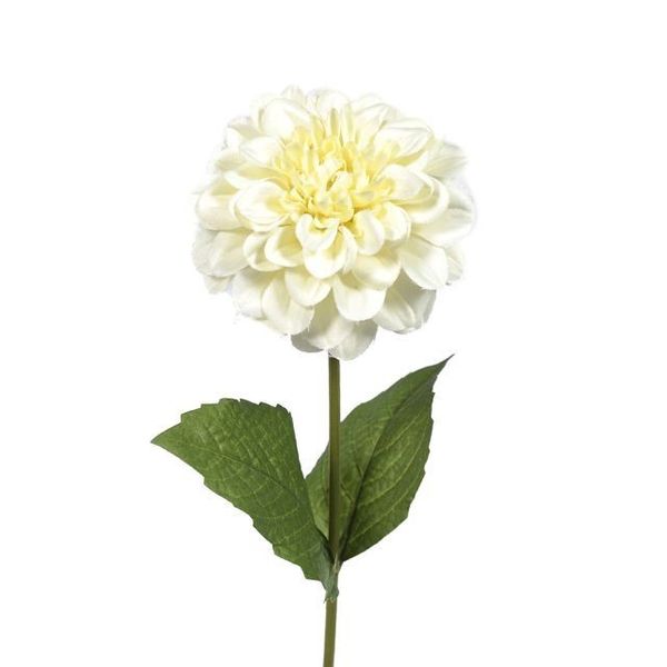 Zinnia Cream 46Cm