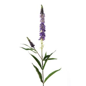 Amelia Veronica Lavender