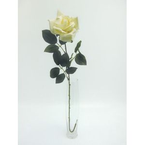 Premium Rose Large Cream