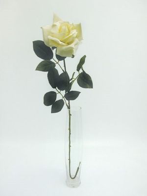 Premium Rose Large Cream
