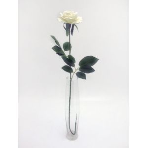 Premium Rose Medium Cream
