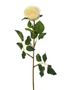 Precious Rose Bud Cream