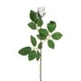 Premium Rose Bud White