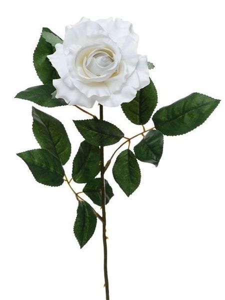 Premium Rose Medium White