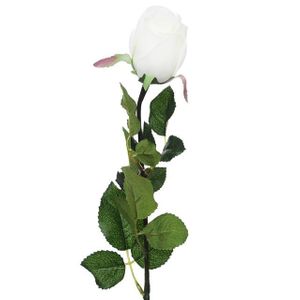 Prize Rose Bud White