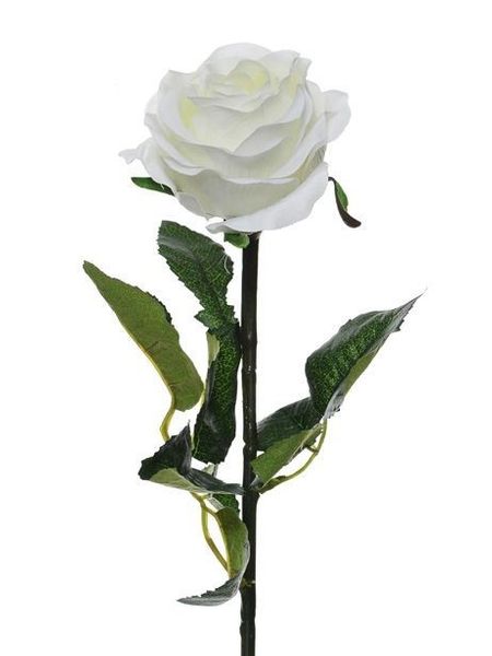 Prize Rose Med White