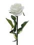 Prize Rose Med White