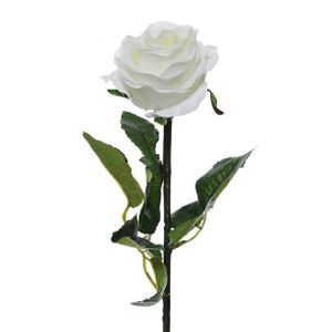 Prize Rose Med White
