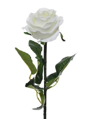Prize Rose Med White