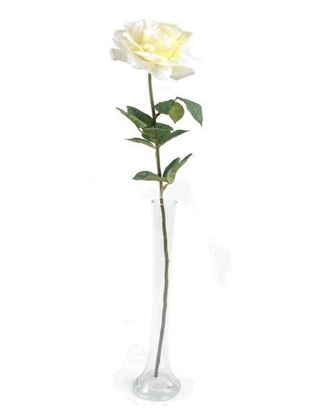 Rose Pippa Open Cream 68Cm