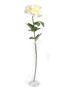 Rose Pippa Open Cream 68Cm