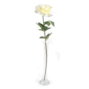 Rose Pippa Open Cream 68Cm