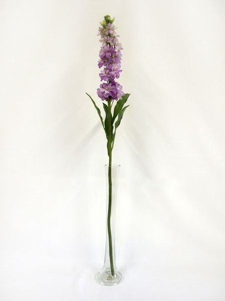 Stocks Lavender