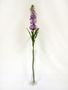 Stocks Lavender