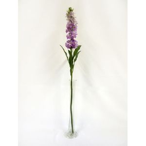 Stocks Lavender