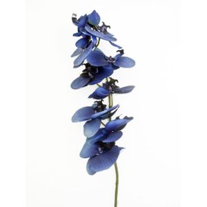 Blue Mood Dark Orchid 91Cm