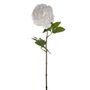 SORBET SINGLE PEONY STEM WHITE 60CM