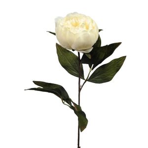 Eternity Peony Stem Cream