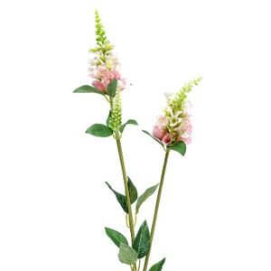 Physostegia Spray Pale Pink 63C