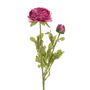 Ranunculus Purple/Green