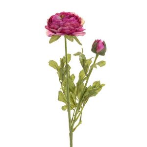 Ranunculus Purple/Green