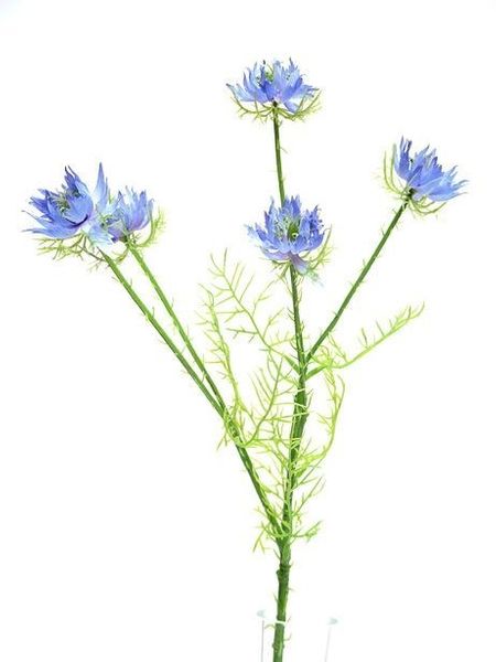 Nigella Spray Blue 57Cm