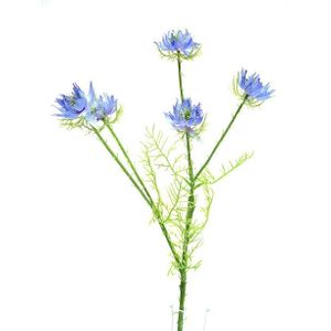 Nigella Spray Blue 57Cm