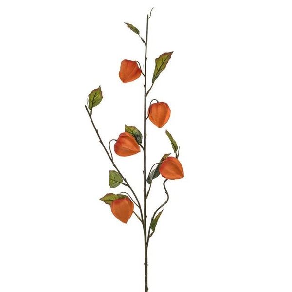Chinese Lantern Orange