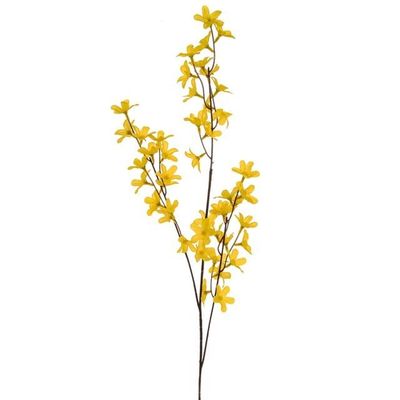 Forsythia