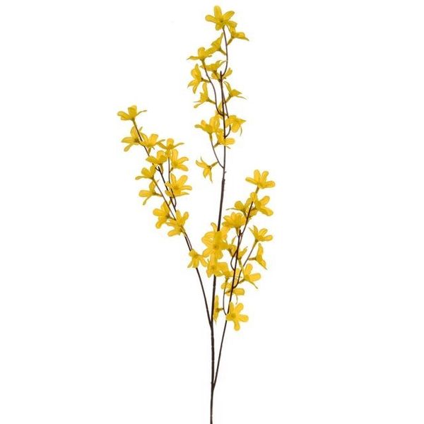 Forsythia