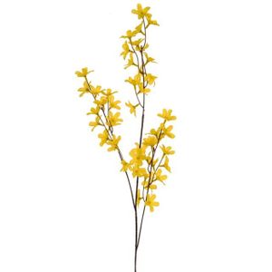 Forsythia