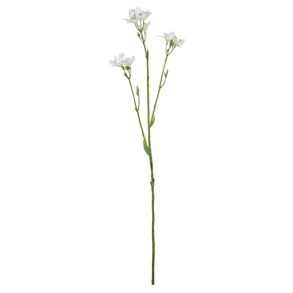 Belemcanda Chinensis Spray - 60cm