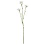Belemcanda Chinensis Spray - 60cm