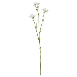 Belemcanda Chinensis Spray - 60cm