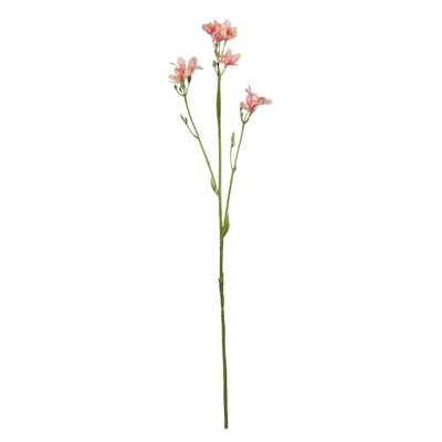 Belemcanda Chinensis Spray - Light Pink - 60cm