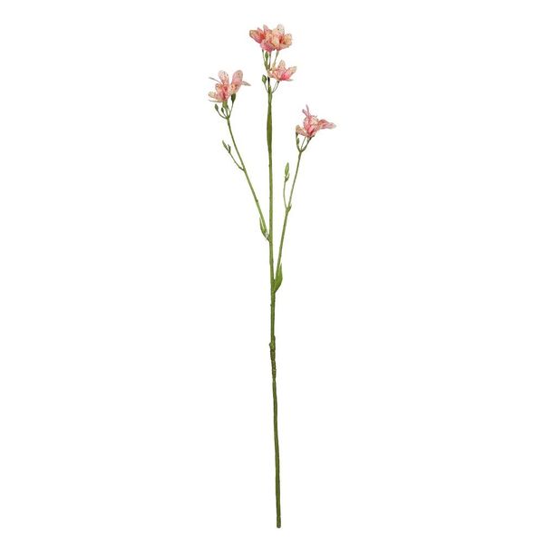 Belemcanda Chinensis Spray - Light Pink - 60cm