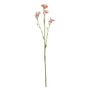 Belemcanda Chinensis Spray - Light Pink - 60cm