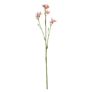 Belemcanda Chinensis Spray - Light Pink - 60cm