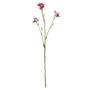 Belemcanda Chinensis Spray - Purple - 60cm