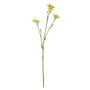 Belemcanda Chinensis Spray - Yellow - 60cm