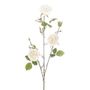Cabbage Rose Spray Cream 91Cm