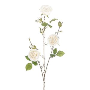 Cabbage Rose Spray Cream 91Cm