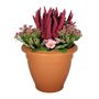 Primula Erica Tub 