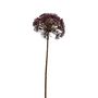 Anethum Spray Dark Pink