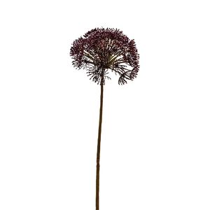 Anethum Spray Dark Pink