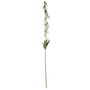 Digitalis Spray Cream - 107cm