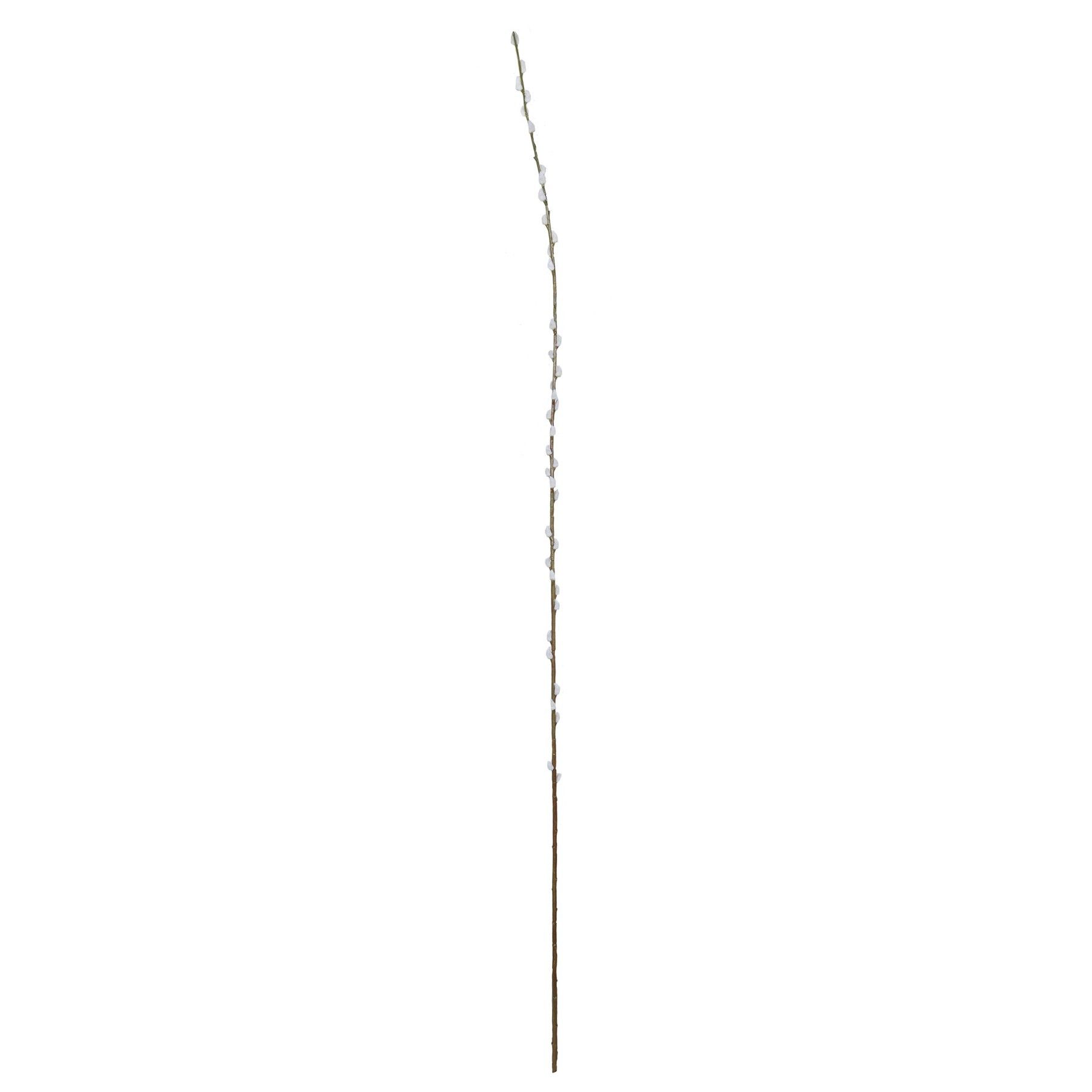 Single Salix - 182cm